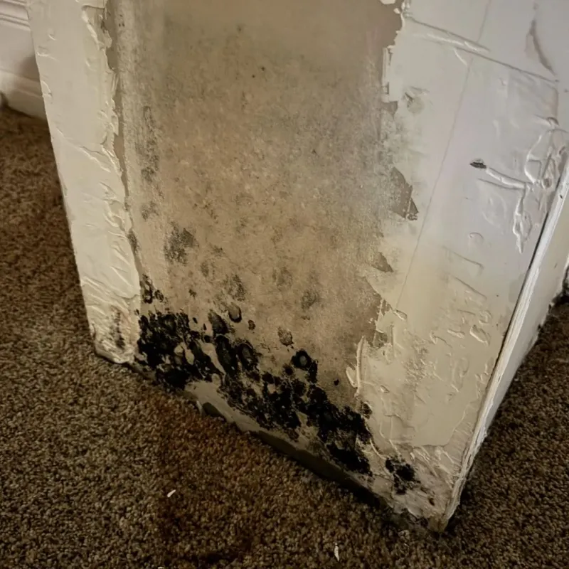 Professional Mold Removal in Leesburg, AL